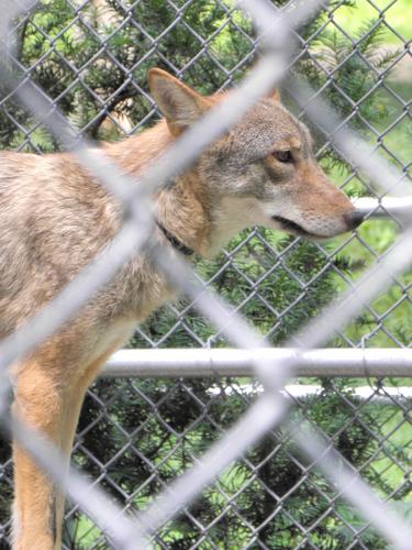 Coyote (Canis latrans)