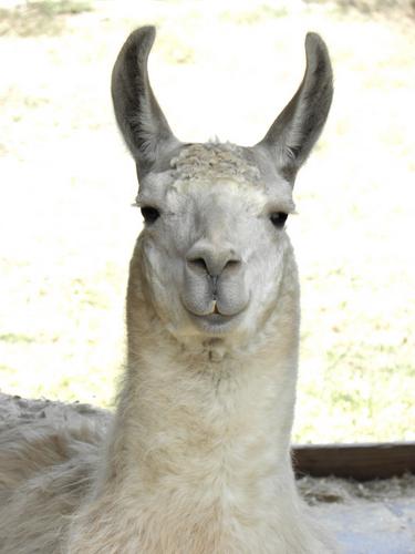 Llama (Llama glama)