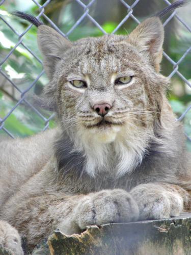 Canada Lynx (Lynx canadensis)
