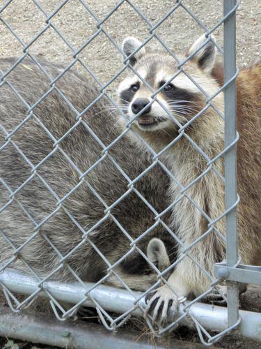 Common Raccoon (procyon lotor)