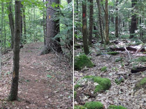 yellow and red blazed trails at Chase Wildlife Sanctuary near Hopkinton in southern New Hampshire