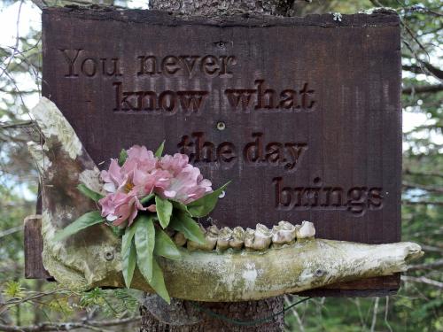 Moose jawbone at Chase Pond Peak in southwest New Hampshire