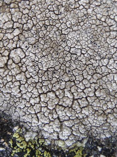 Crater Lichen (Diploschistes scruposus)