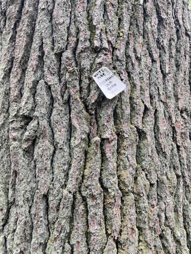 White Pine tree in July beside the Cider Mill Pond trail at Westford in northeast MA