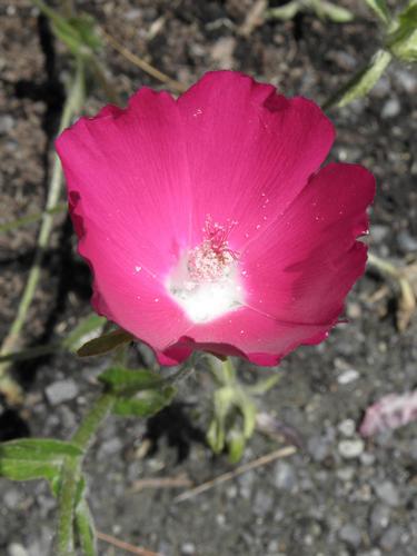 Purple Poppy-mallow