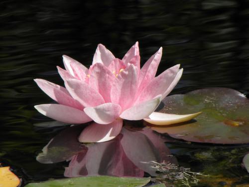 Pink Water Lily