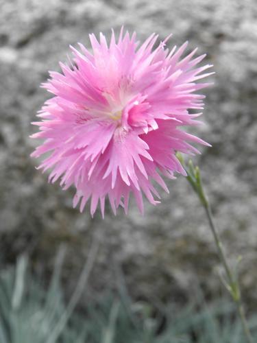 Cheddar Pink (Dianthus 'Mountain Mist')