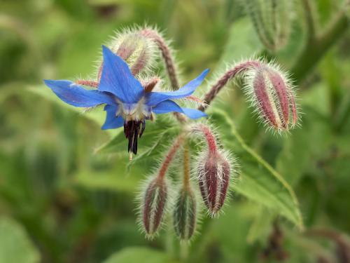 Borage (Borango officinalis) in September at Coastal Maine Botanical Gardens