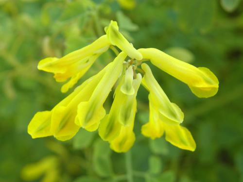 Rock Fumewort (Corydalis lutea)