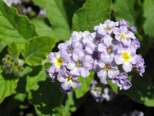 Simply Sensational Heliotrope