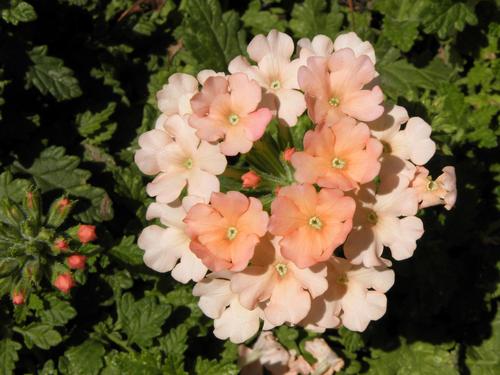 Lanai Peach Trailing Verbena