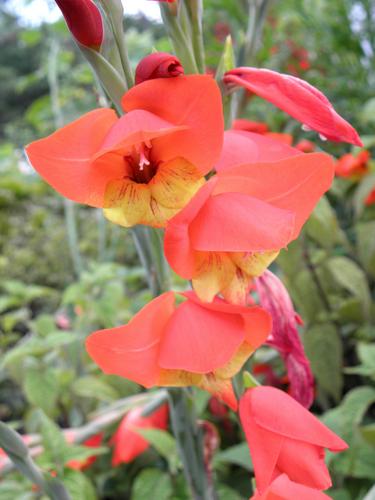 Parrot Gladiolus