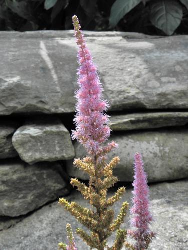 Dwarf Chinese Astilbe