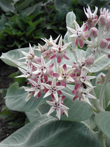 Showy Milkweed