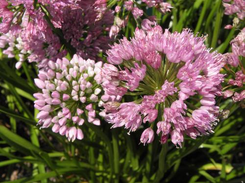 Mt Sinai Chives