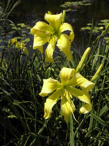 Daylily