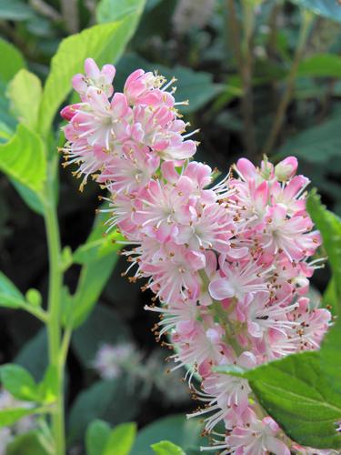 Summersweet Clethra