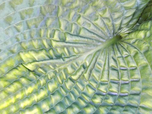 Dawn-of-Day Hosta