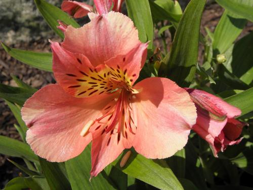 Princess Mathilde Peruvian Lily