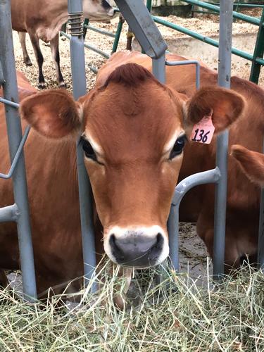 calf in July at Cobb Hill in Vermont