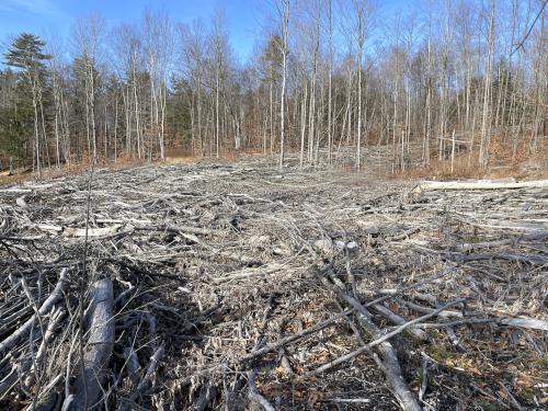 lumbered woods in December on Cobb Hill in New Hampshire