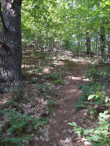hiking trail at Cobble Mountain in New Hampshire