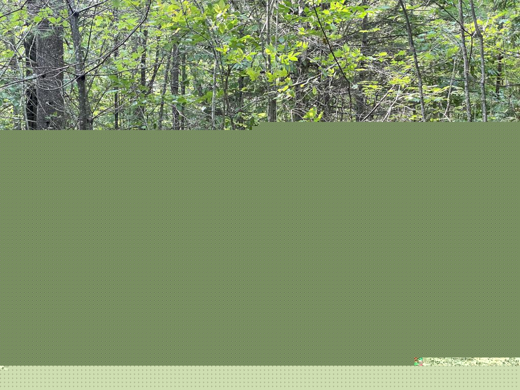 bushwhacking woods in September on Cogswell Mountain in New Hampshire