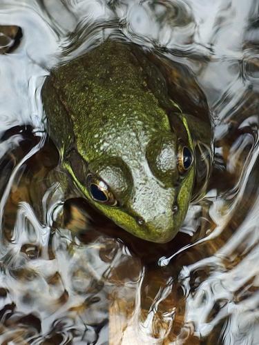 frog in a stream under the trail to Cole Pond in southwestern New Hampshire