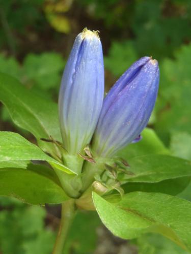 Bottle Gentian (Gentiana clausa)
