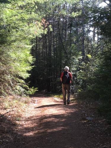 Fred on the trail at Converse Meadow near Rindge in southern New Hampshire