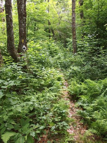 trail to Cooley Hill in western New Hampshire