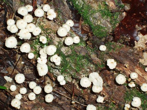 Horsehair Mushroom (Marasmius rotula)