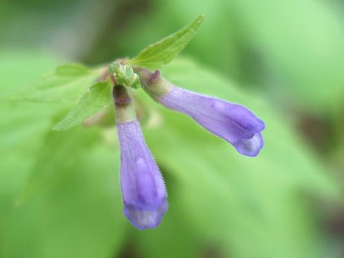 Mad-dog Skullcap flower