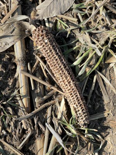 corncob in March at Corser Hill in southern New Hampshire