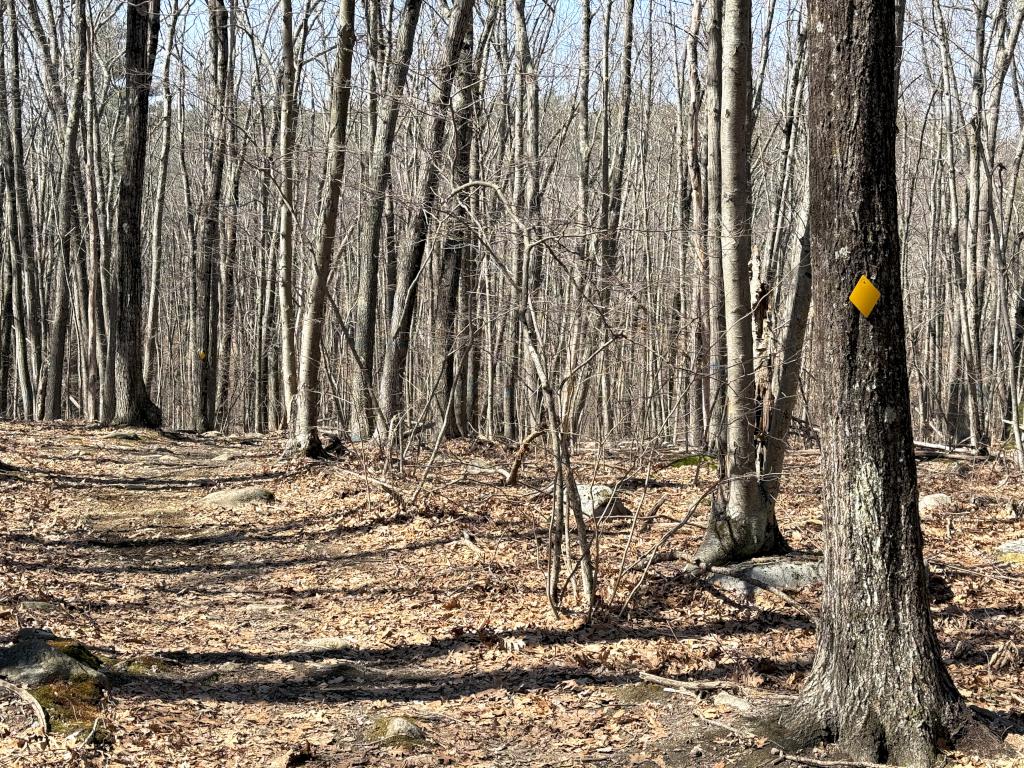 woods in March at Costa Conservation Area in southern NH