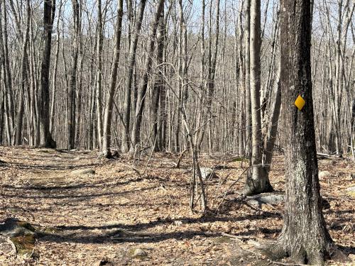 woods in March at Costa Conservation Area in southern NH