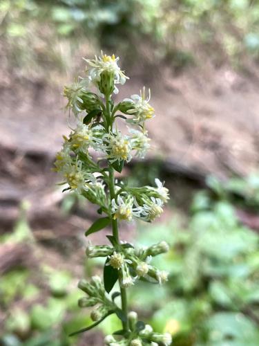 Silverrod (Solidago bicolor) in September at Crooked Spring in northeast MA