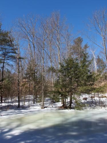 vernal pool at Crotched Mountain Town Forest in New Hampshire