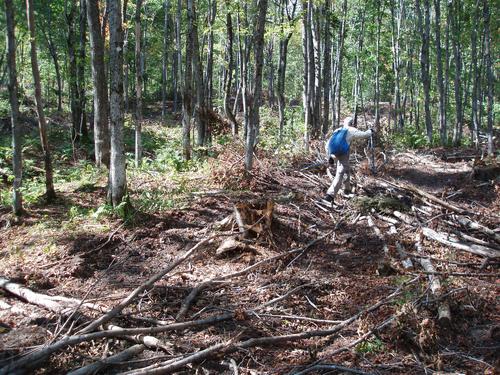 logged area on the way to North Crystal Mountain in New Hampshire