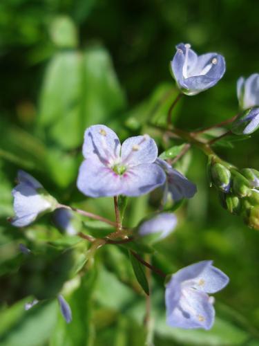 American Speedwell (Veronica americana)