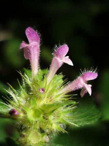 Hemp Nettle