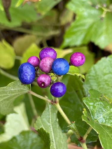 Porcelain Berry (Ampelopsis brevipedunculata) in October at Mary Cummings Park in eastern Massachusetts