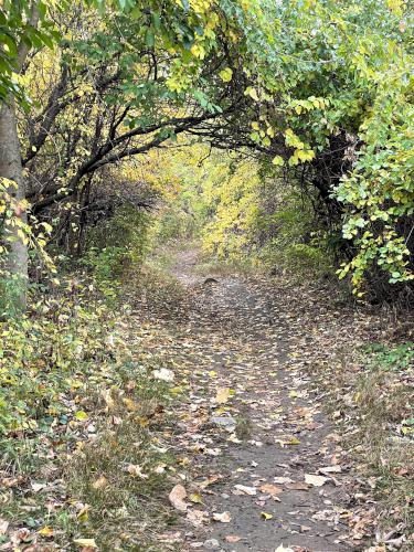 trail in October at Mary Cummings Park in eastern Massachusetts