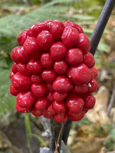 fruit of Jack-in-the-Pulpit (Arisaema triphyllum) in September at Cutler-Spalding Conservation Area in southern NH