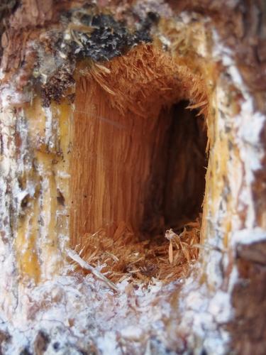 woodpecker holes in a White Pine at Davis Hill in southwestern New Hampshire
