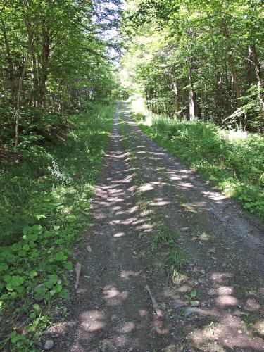 tower access road to Dead Water Ridge South in northern New Hampshire