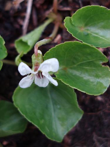 Kidney-leaved Violet (Viola renifolia)