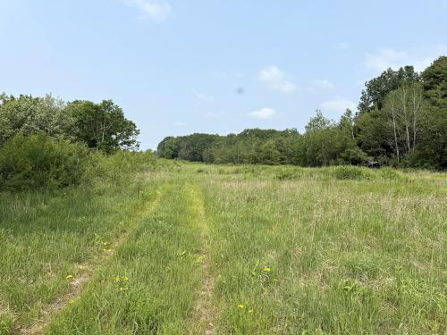 trail in June at Deer Hill WMA near Brentwood in southeast NH