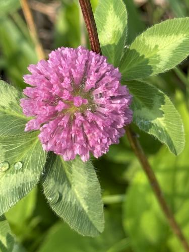 Owl-Head Clover in June at Deer Hill WMA near Brentwood in southeast NH
