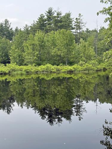 pond in June at Deer Hill WMA near Brentwood in southeast NH